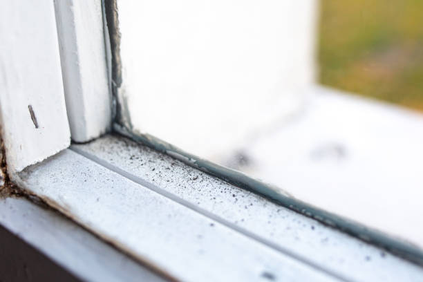 Best Mold Documentation for Insurance Claims  in Laurel Bay, SC
