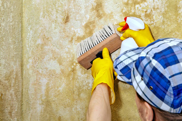 Best Mold-Related Health Consultation  in Laurel Bay, SC