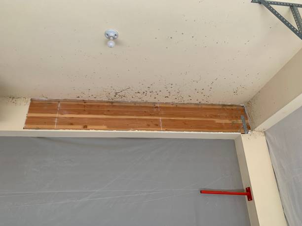 Best Mold Removal for HVAC Installations  in Laurel Bay, SC