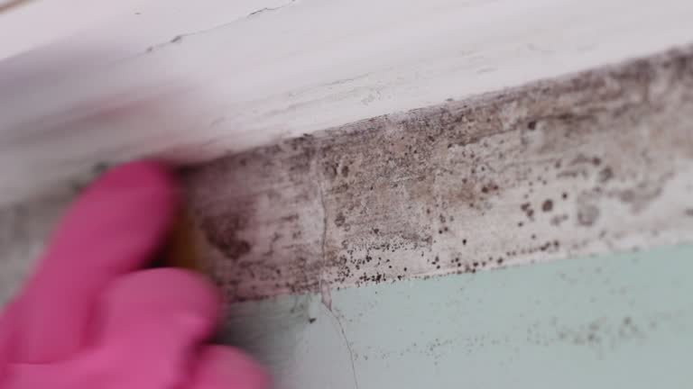 Best Mold Remediation for Rental Properties  in Laurel Bay, SC